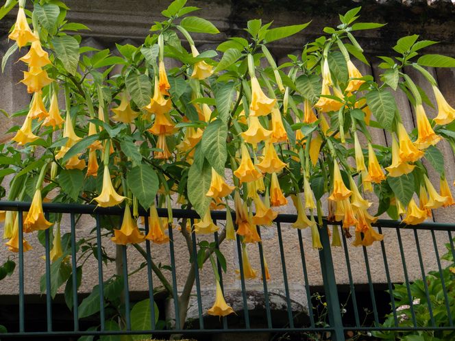 Bieluń dziędzierzawa (Datura)