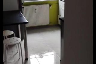 Olbrzymi ptak w Poznaniu