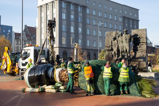 Palmy zniknęły z rynku w Katowicach