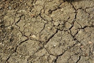 10 kroków Ursynowa w walce z suszą! Czy pozostałe dzielnice wezmą przykład?