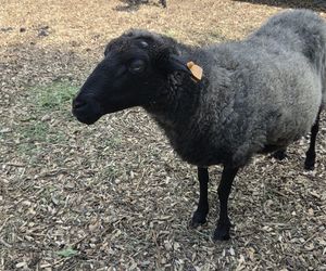 Zaglądamy do mieszkańców bydgoskiego ZOO. Kto mieszka w sercu Myślęcinka?