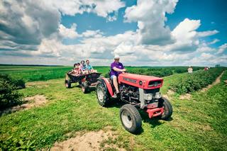 Samozbiór na plantach Jagodowe pole w powiecie opatowskim