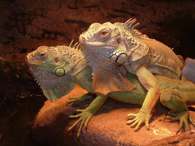 Tak wyglądają zwierzęta mieszkające w śląskim ZOO