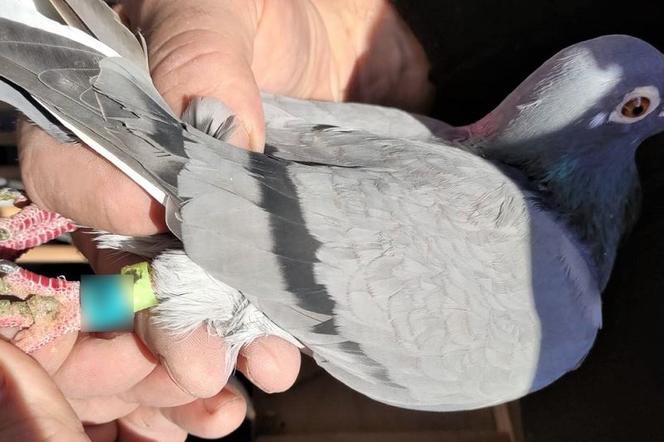 Zuchwała kradzież gołębi pocztowych. 43-latek uciekł z ptakami schowanymi w plecaku