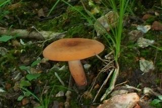 Ten grzyb o rybim zapachu rośnie w polskich lasach. Niewielu wie, że można spożywać go na surowo