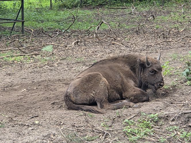 Zaglądamy do mieszkańców bydgoskiego ZOO. Kto mieszka w sercu Myślęcinka?