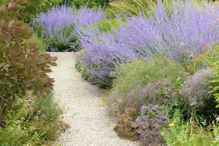 Fioletowe kwiaty przy ścieżce