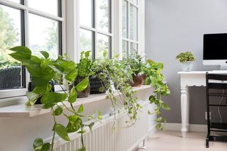 Wylewasz wodę po gotowaniu warzyw? To błąd!