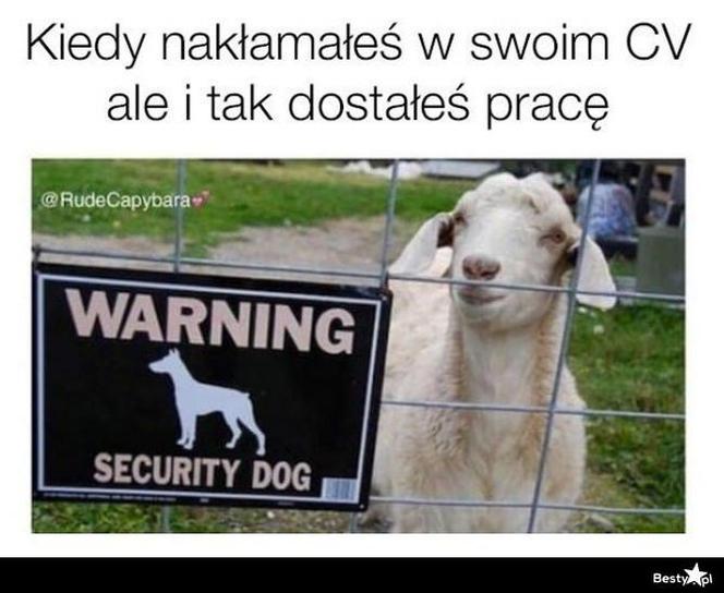 Memy o pracy