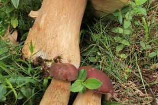 Grzyby w Świętokrzyskiem