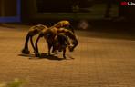 SA Wardega - Mutant Giant Spider Dog