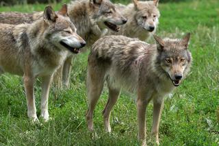 Wilki grasują pod Tarnowem. Władze gminy apelują do mieszkańców o ostrożność