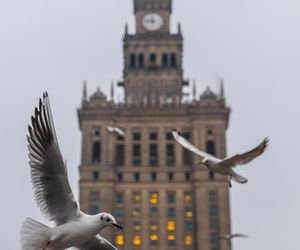 Od 18 lat jest uznawany za kultowy zabytek. To jeden z nieodłącznych symboli Warszawy