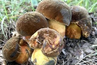 Wysyp grzybów w dolnośląskich lasach. Piękne okazy są m.in. w Górach Sowich 