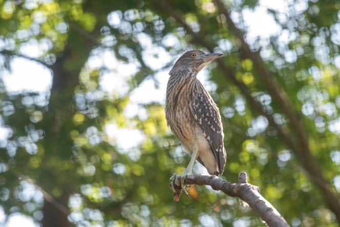 W Orientarium Zoo Łódź wykluł się ślepowron