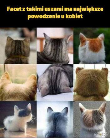 Dzień Kota 2020