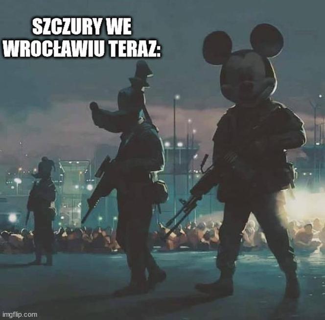 Szczury przejęły władzę nad Wrocławiem. Zobacz Najlepsze MEMY!