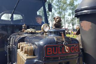 Festiwal starych ciągników w Wilkowicach. Setki maszyn, tysiące widzów i upał