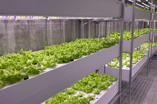 To pierwsze warzywa, które wyrosły... bez ziemi. Wkrótce trafią na talerze olsztynian