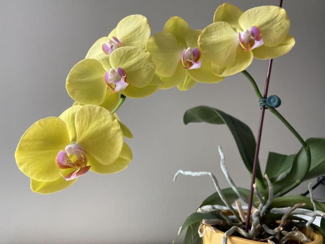 Storczyk Phalaenopsis