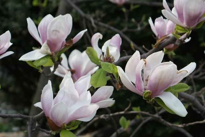 Szlak Magnolii w Cieszynie to największa atrakcja wczesnej wiosny