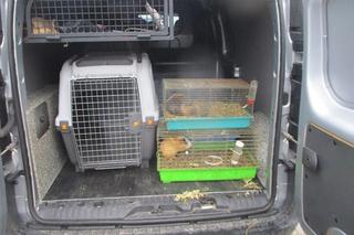 Dramatyczna interwencja służb. „Zwierzęta były przetrzymywane w brudzie”. Nie miały nawet wody czy karmy