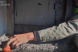 Ptasia rodzina znów razem! Bobasy Wrotki i Czarta powróciły do gniazda! [WIDEO]