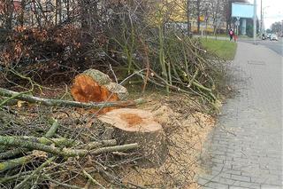 Wycinka drzew na al. Powstańców Wielkopolskich