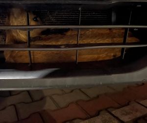 Wypadek pod Łaskiem. Sarna zaklinowała się między zderzakiem a chłodnicą pojazdu