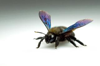 Do Polski wróciły wielkie, czarne pszczoły. Są groźne? Zobacz jak wyglądają!