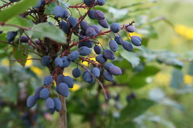 Mahonia pospolita - Mahonia aquifolium
