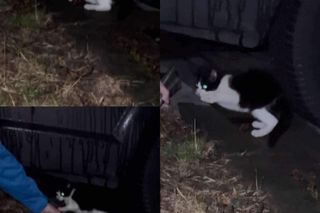 Kot pod maską samochodu w Czechowicach-Dziedzicach. Heroiczna walka fundacji i mieszkańców