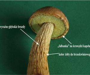 Grzyby nadmorskich lasów