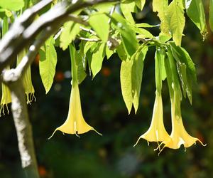 Niesamowita Datura. Zdjęcia