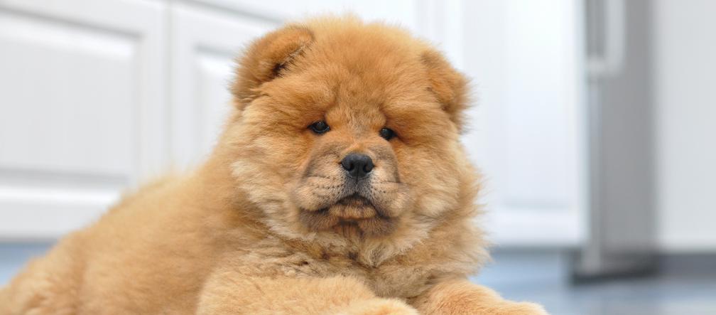 Chow Chow 