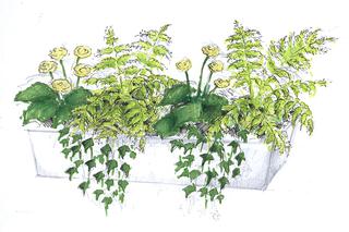 Kompozycja roślinna na zacieniony balkon