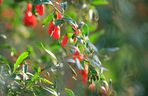 Jagody Goji