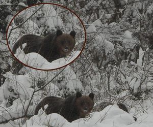 Niedźwiedzie harcują w Bieszczadach! Leśnicy apelują. Bywa i tak