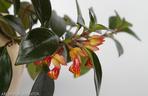 Nematanthus
