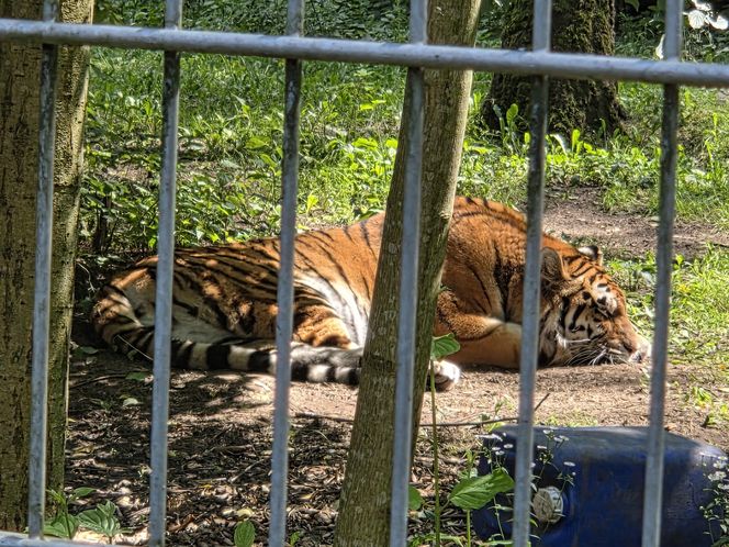 Zaglądamy do mieszkańców bydgoskiego ZOO. Kto mieszka w sercu Myślęcinka?