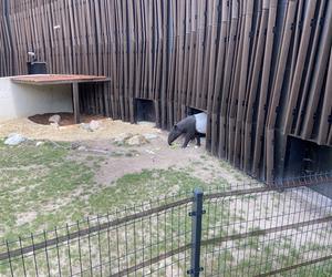 Tapir Willy nowym mieszkańcem Orientarium w Łodzi