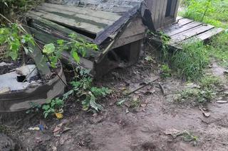 Kojec zarośnięty przez krzaki, sznury u szyi. W takich warunkach żyły psy w Krakowie. Interweniował KTOZ