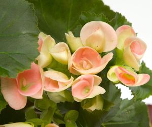 Begonia zimowa