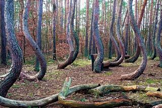 Najbardziej tajemniczy las w Polsce. To unikat w skali świata! Oto, co skrywa