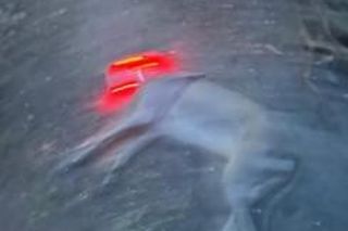 Przejechali mu psa oplem. „Zabili moją Sunię!”