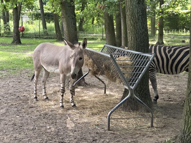 Zaglądamy do mieszkańców bydgoskiego ZOO. Kto mieszka w sercu Myślęcinka?