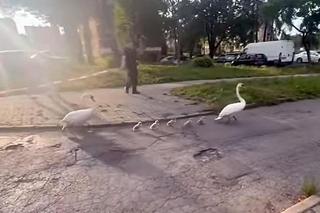 Policjanci z Piekar Śląskich pomogli łabędziej rodzinie