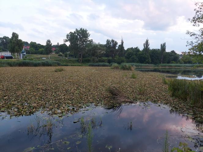 Rozpoczęli oczyszczanie Pasternika. Wątpliwości ornitologów i wędkarzy