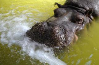 Zoo w Chorzowie: Zmarł Hipolit. Najstarszy hipopotam w Europie