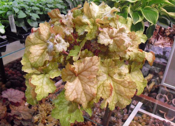 Żurawka 'Midas Touch' - Heuchera 'Midas Touch'